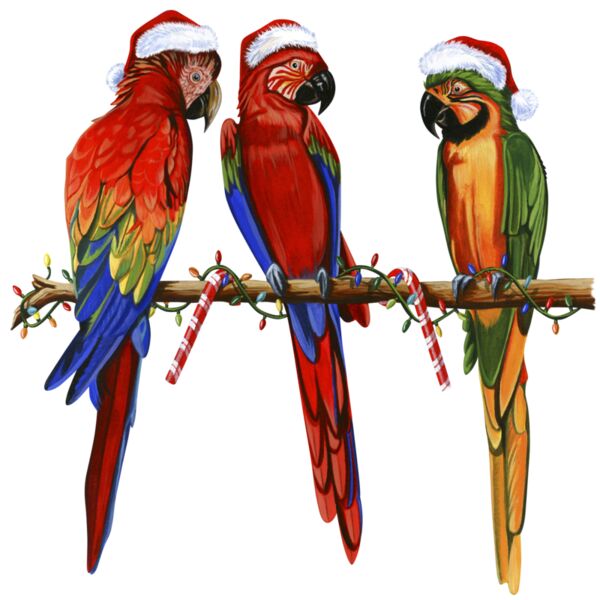 D 3995 DIGITAL 3XmasParrots Thumbnail