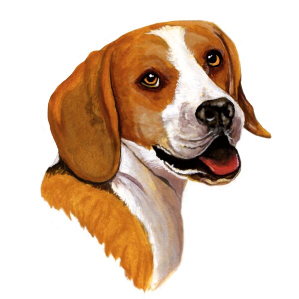 B0914 Beagle Dog Thumbnail