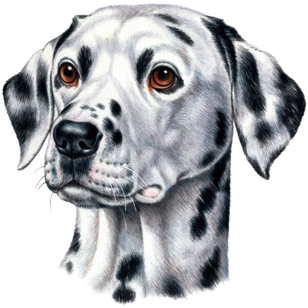H6641 Dalmatian Face Thumbnail