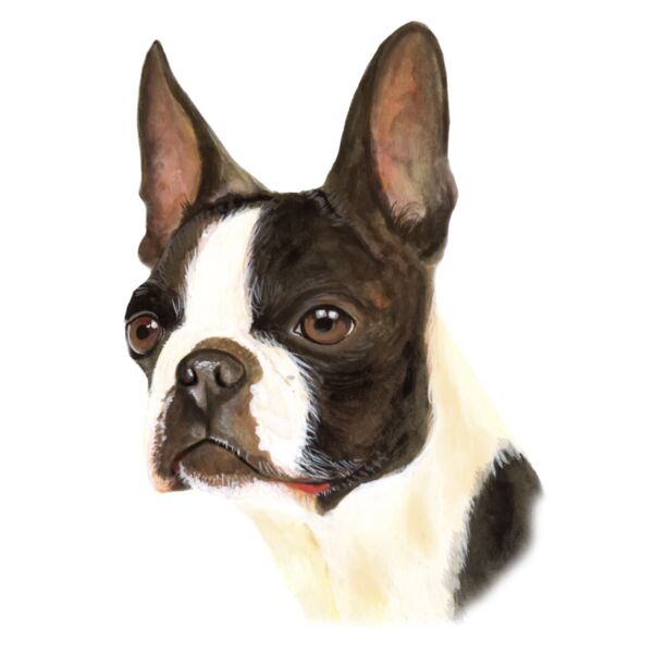 B0915 Boston Terrier Thumbnail