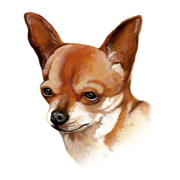 B0918 Chihuahua Thumbnail