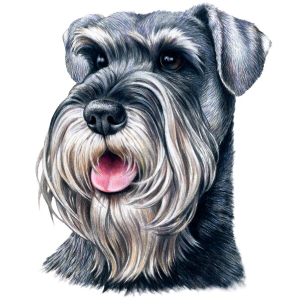 F5646 Schnauzer Thumbnail