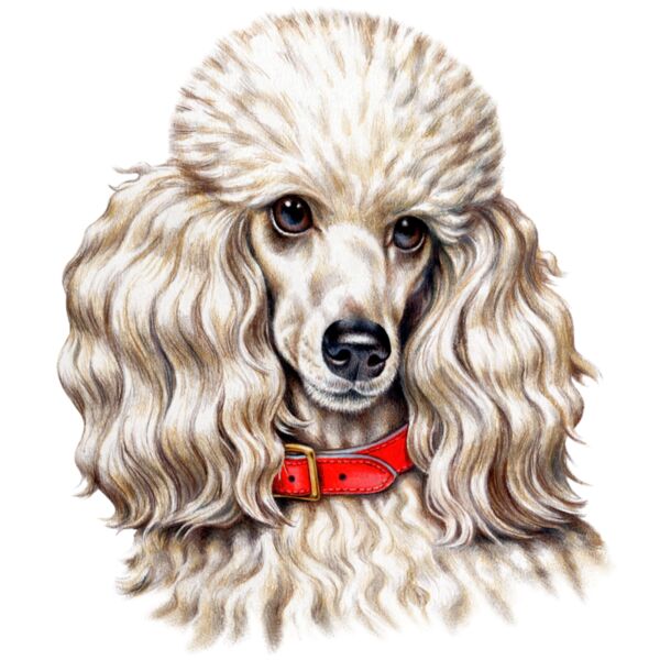 F5647 Toy Poodle Thumbnail