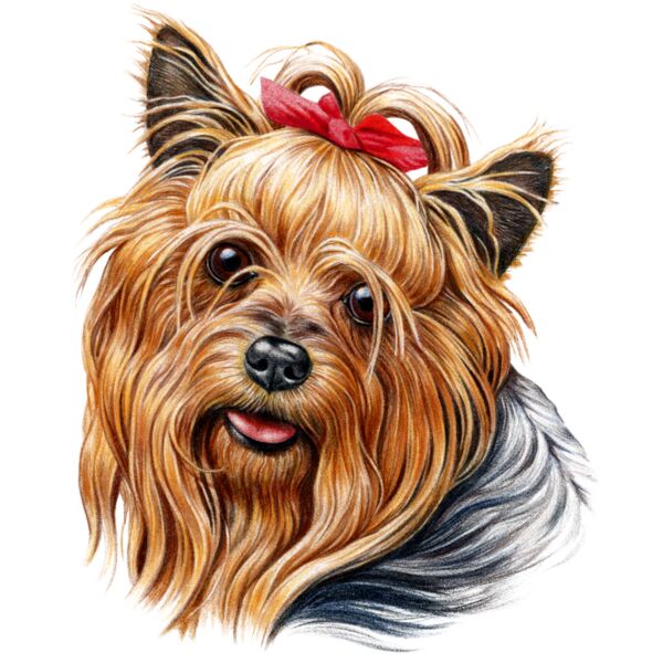F5651 Yorkie Thumbnail