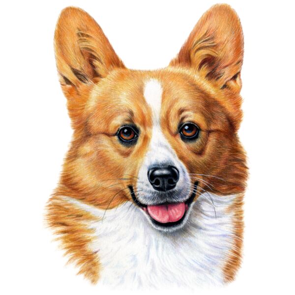 F5664 Welsh Corgi Thumbnail