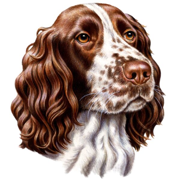 F5671 Springer Spaniel Thumbnail