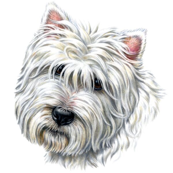 F5680 Westie Thumbnail