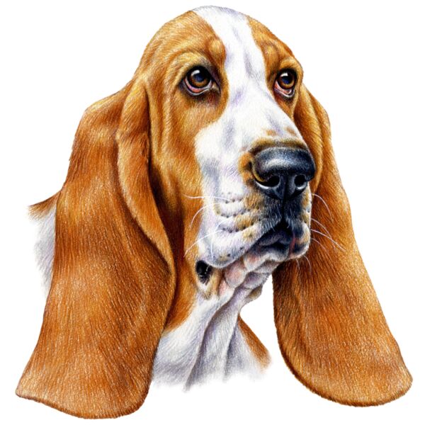 G6300 Basset Hound Thumbnail