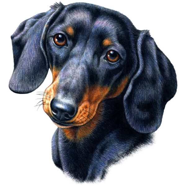 G6302 Dachshund Thumbnail