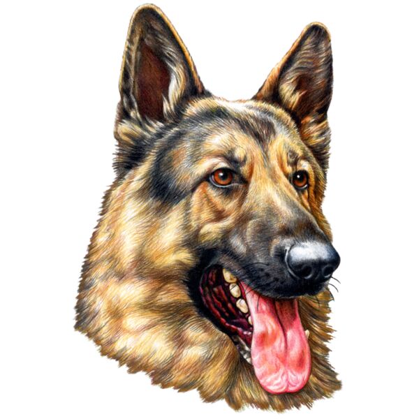 G6343 German Shepherd Thumbnail