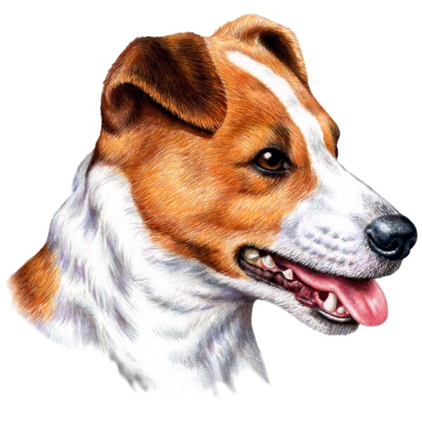 G6370 Jack Russell Thumbnail