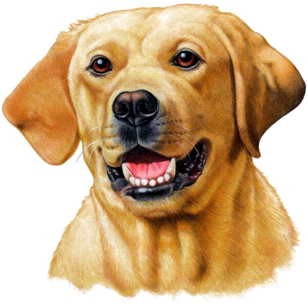 G6429 Yellow Lab Thumbnail