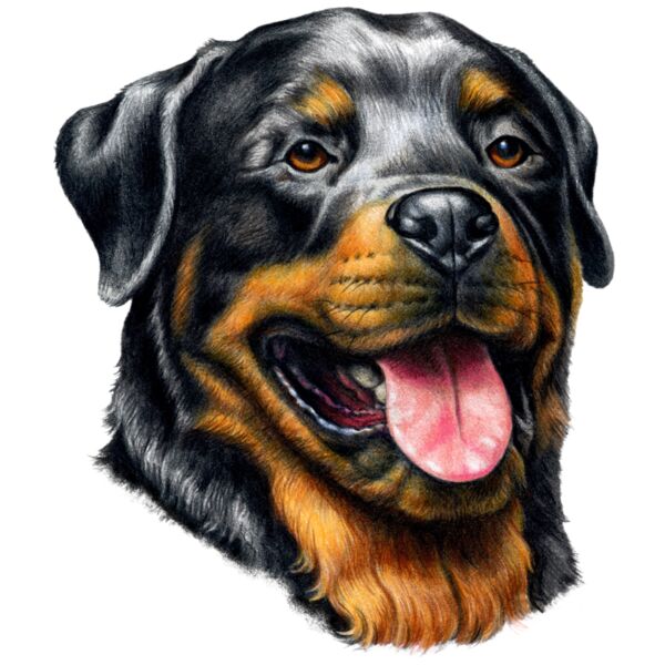 H6487 Rottweiler Thumbnail