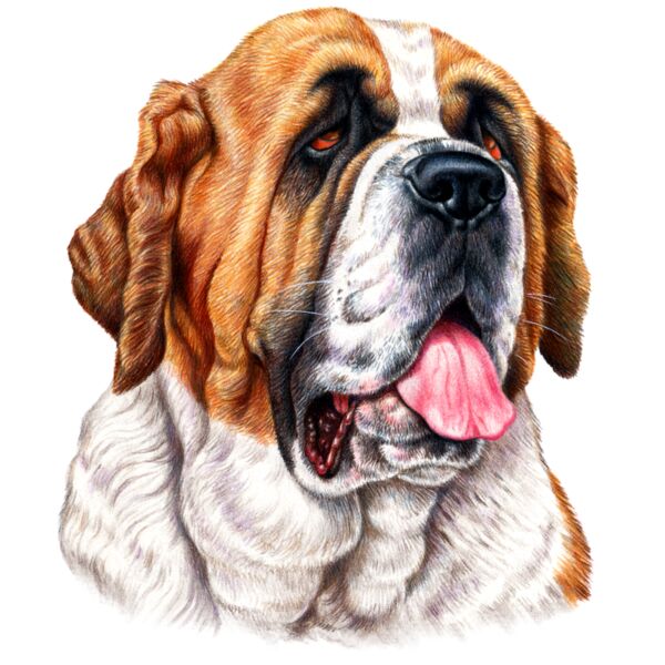 H6490  St Bernard Thumbnail
