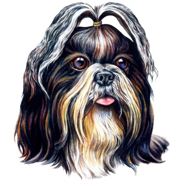 H6496 Shih Tzu Thumbnail
