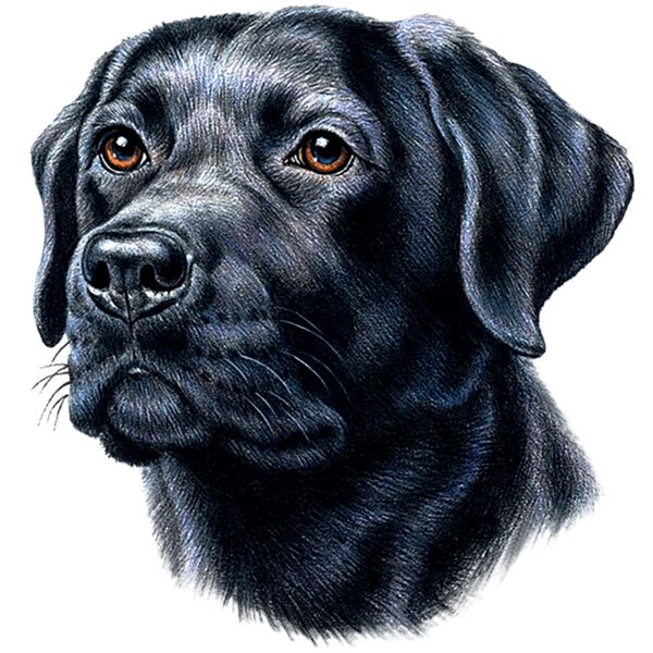 H6526 Black Lab Thumbnail