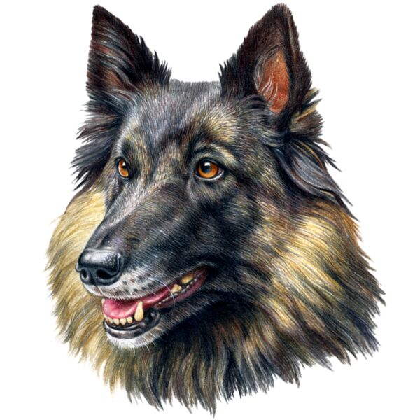 H6610 Belgian Tervuren Thumbnail