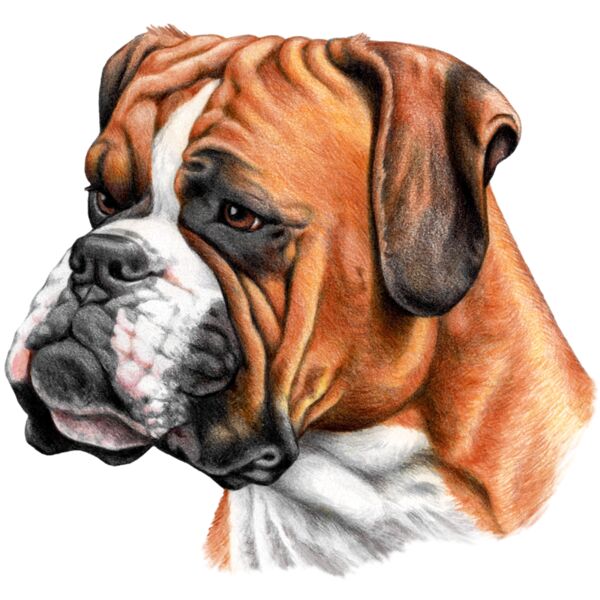 H6621 Boxer Thumbnail