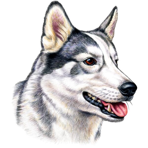 H6669 Husky Thumbnail