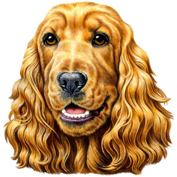 H6679 Cocker Spaniel Thumbnail