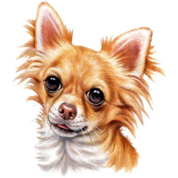 H6680 Long Haired Chihuahua Thumbnail